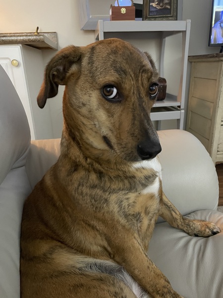 Entry image for Minnie. Clicking this image will show a larger photo