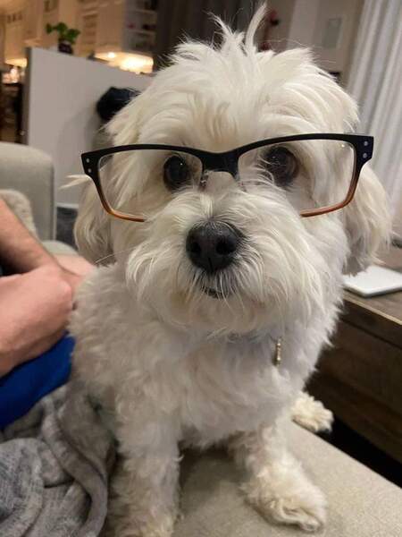 Entry image for Buddy. Clicking this image will show a larger photo