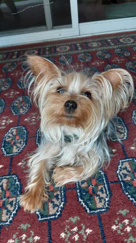 Entry image for Lucy. Clicking this image will show a larger photo