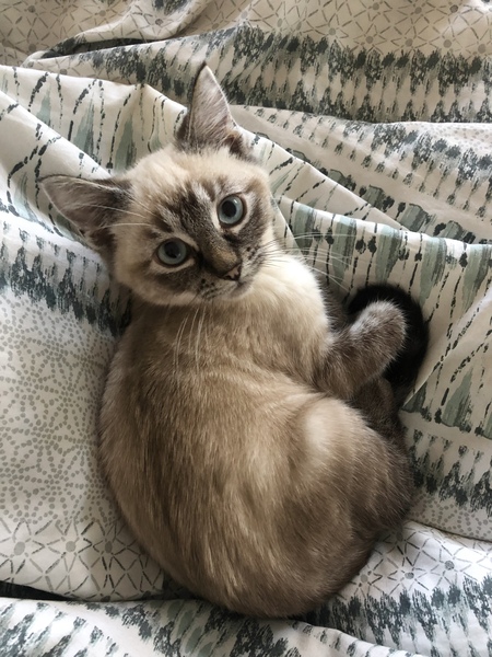 Entry image for Pickles. Clicking this image will show a larger photo