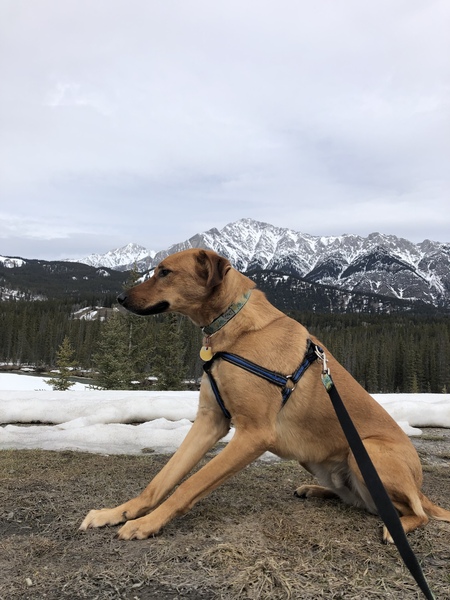 Entry image for Bean. Clicking this image will show a larger photo