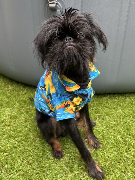 Entry image for Nero. Clicking this image will show a larger photo