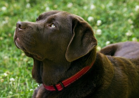 Entry image for Cedar. Clicking this image will show a larger photo