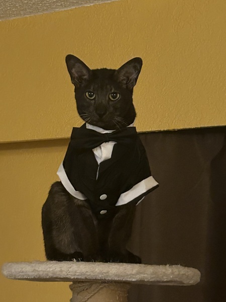 Entry image for Harper. Clicking this image will show a larger photo