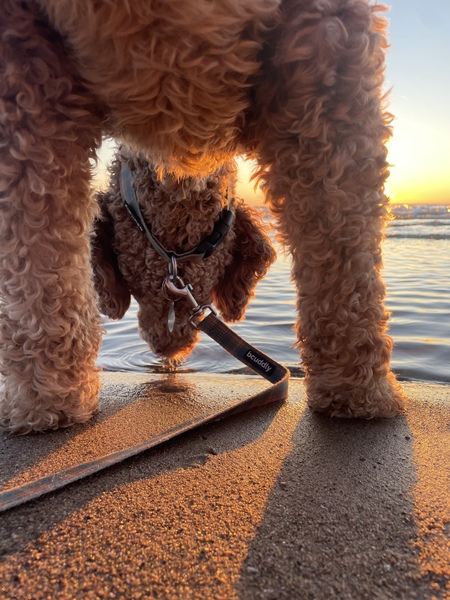 Entry image for Charlie. Clicking this image will show a larger photo