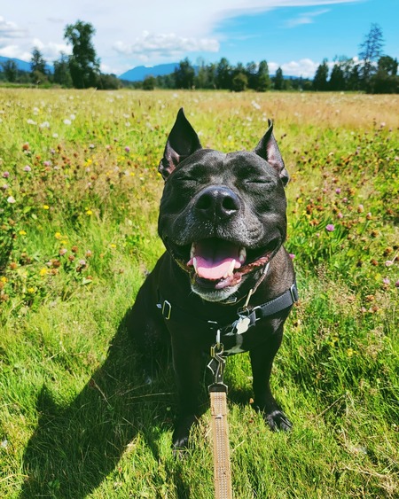 Entry image for Atlas. Clicking this image will show a larger photo