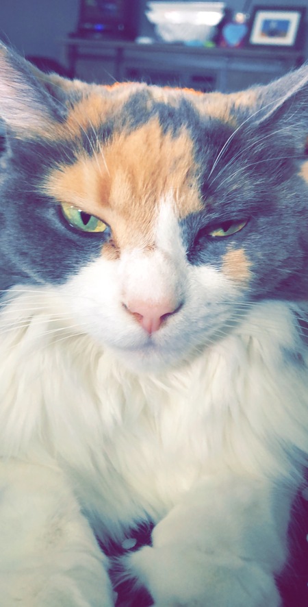 Entry image for Jersey . Clicking this image will show a larger photo