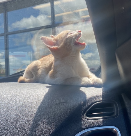 Entry image for Botho. Clicking this image will show a larger photo