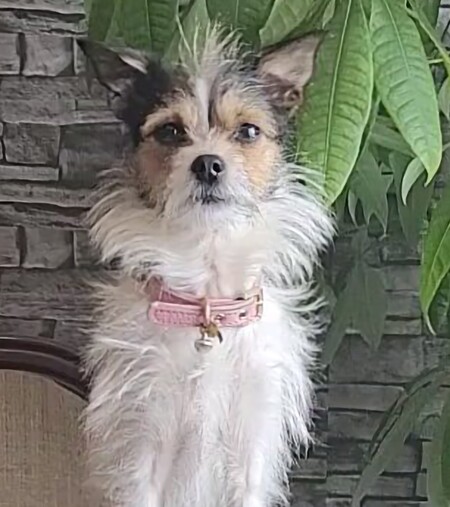 Entry image for Mutzy AKA Gutzy Mutzy. Clicking this image will show a larger photo