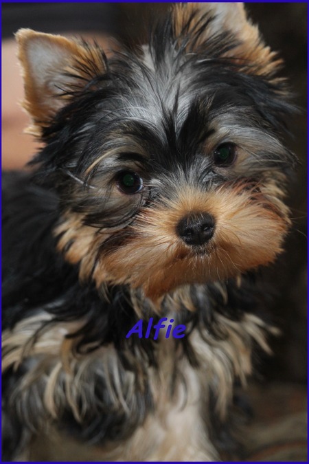Entry image for Alfie . Clicking this image will show a larger photo