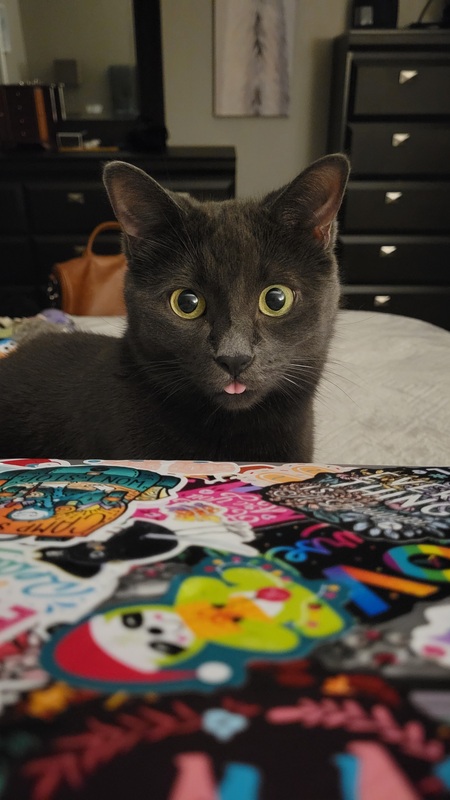 Entry image for Ollie. Clicking this image will show a larger photo