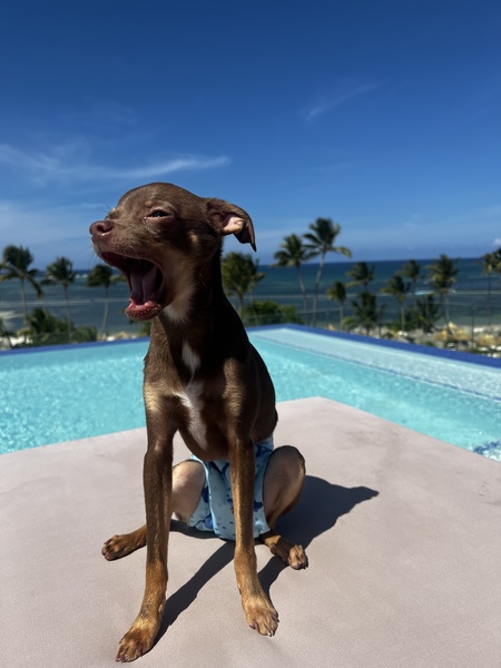 Entry image for Chico. Clicking this image will show a larger photo