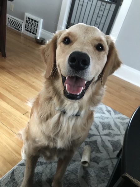 Entry image for Chica. Clicking this image will show a larger photo