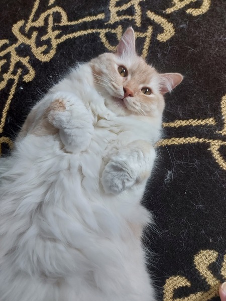 Entry image for Samson. Clicking this image will show a larger photo