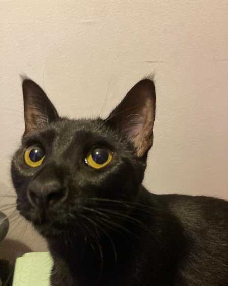 Entry image for Doctor Strange. Clicking this image will show a larger photo