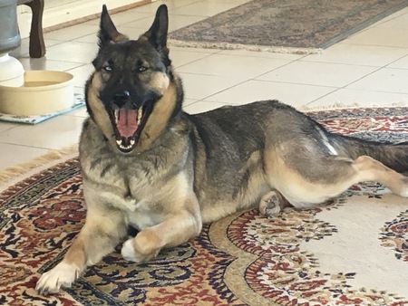 Entry image for Daisy. Clicking this image will show a larger photo