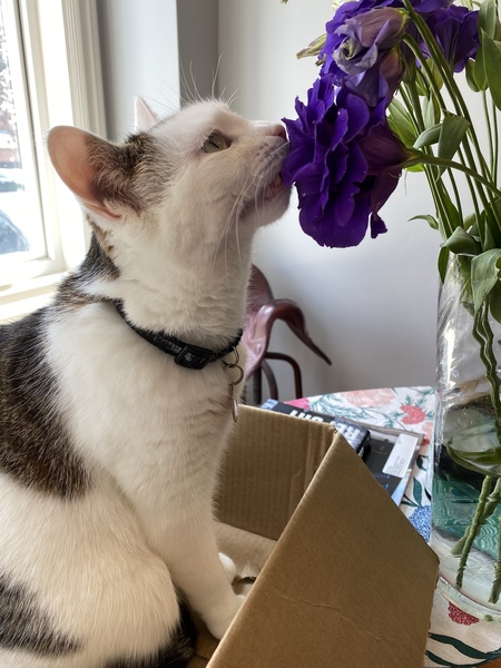 Entry image for Little Orphan Annie. Clicking this image will show a larger photo