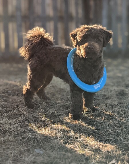 Entry image for Miller. Clicking this image will show a larger photo