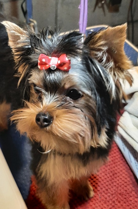 Entry image for Coco. Clicking this image will show a larger photo