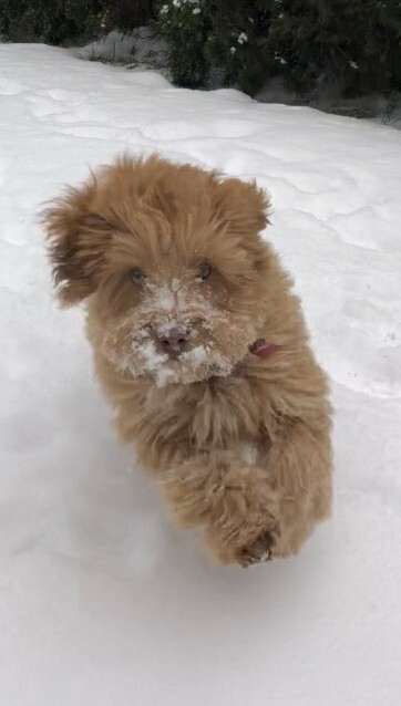 Entry image for Mango. Clicking this image will show a larger photo