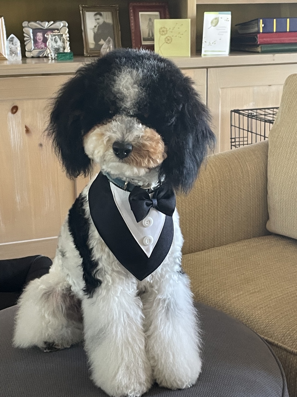 Vote for Declan Skyline Country Club 2023 Cover Dog Contest