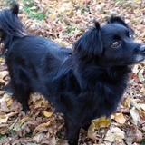 Entry image for Ollie 