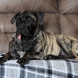 Entry image for Bailey