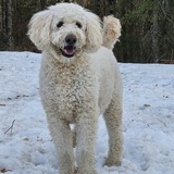 Entry image for Tucker