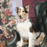 Entry image for Bella