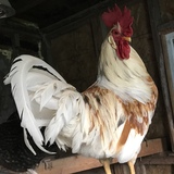Entry image for Robo Cock