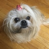 Entry image for Molly