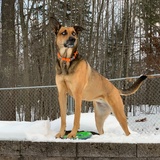 Entry image for Maisie