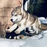 Entry image for Sitka