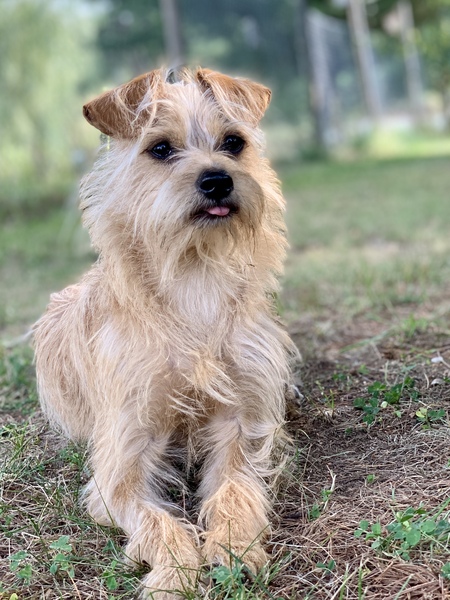 Entry image for Frankie. Clicking this image will show a larger photo