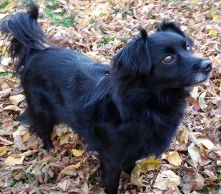 Entry image for Ollie . Clicking this image will show a larger photo