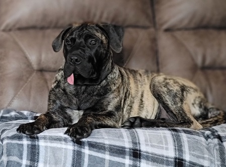 Entry image for Bailey. Clicking this image will show a larger photo