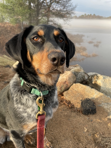Entry image for Arlo. Clicking this image will show a larger photo