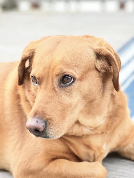 Entry image for Daisy. Clicking this image will show a larger photo