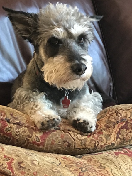 Entry image for Ozzie. Clicking this image will show a larger photo