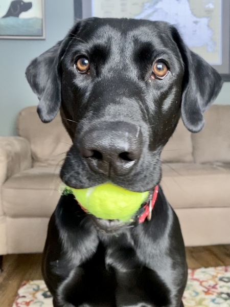 Entry image for Duke. Clicking this image will show a larger photo