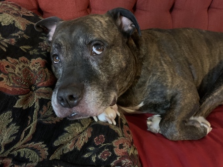 Entry image for Winston . Clicking this image will show a larger photo