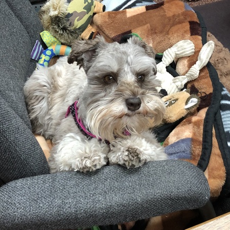 Entry image for Bailey. Clicking this image will show a larger photo