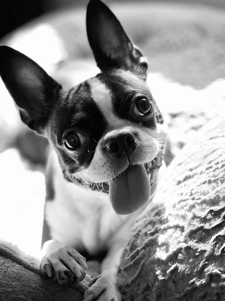Entry image for Harley. Clicking this image will show a larger photo