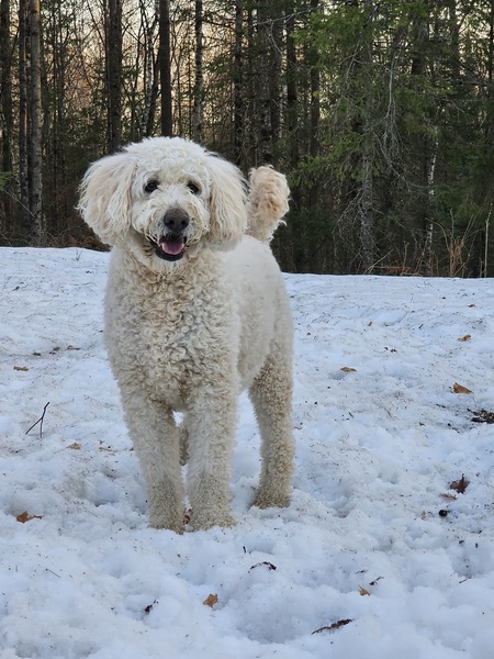 Entry image for Tucker. Clicking this image will show a larger photo