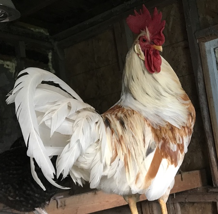 Entry image for Robo Cock. Clicking this image will show a larger photo