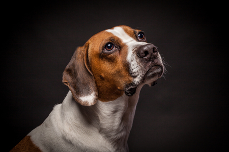 Entry image for Herman. Clicking this image will show a larger photo