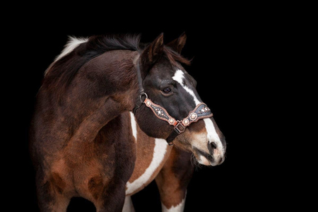 Entry image for Cowboy. Clicking this image will show a larger photo