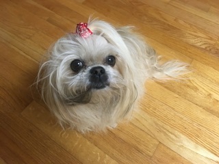 Entry image for Molly. Clicking this image will show a larger photo