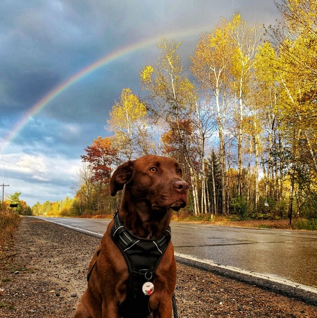 Entry image for Daisy. Clicking this image will show a larger photo