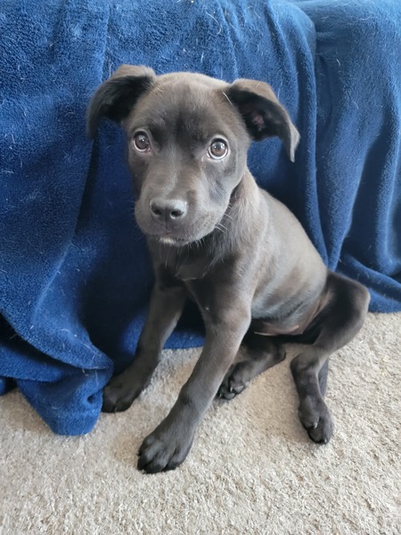 Entry image for Olive. Clicking this image will show a larger photo